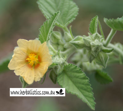 یونجه ایرلندی